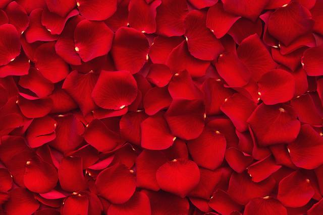 Red Petals