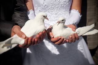 Southern California White Dove Release