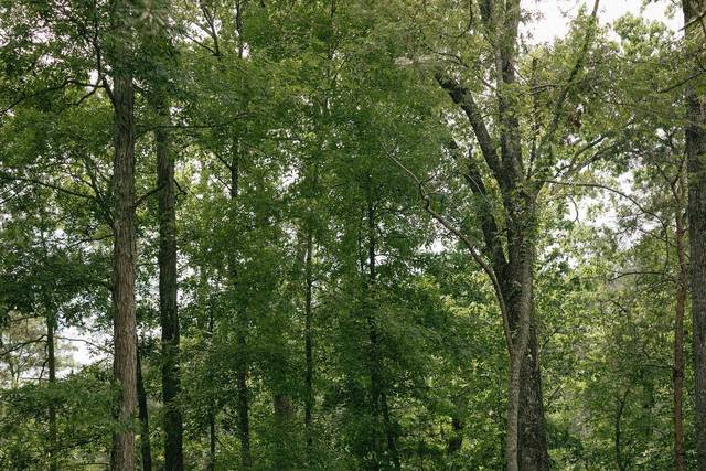 Woods ceremony site