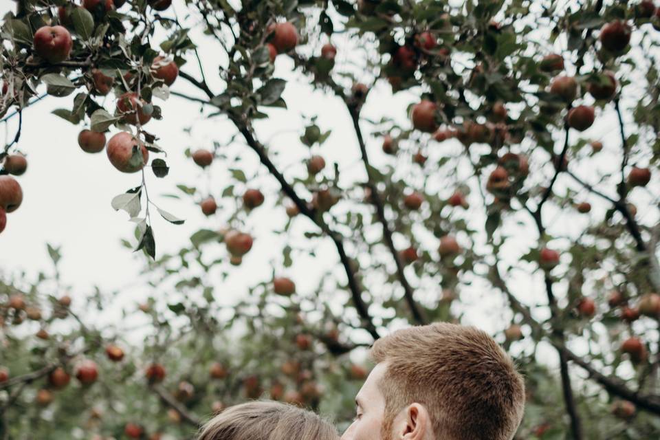 Apple Orchard