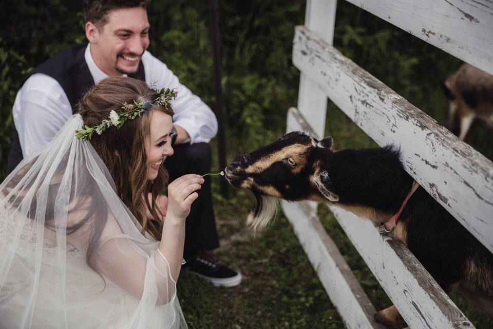 Goat Friends