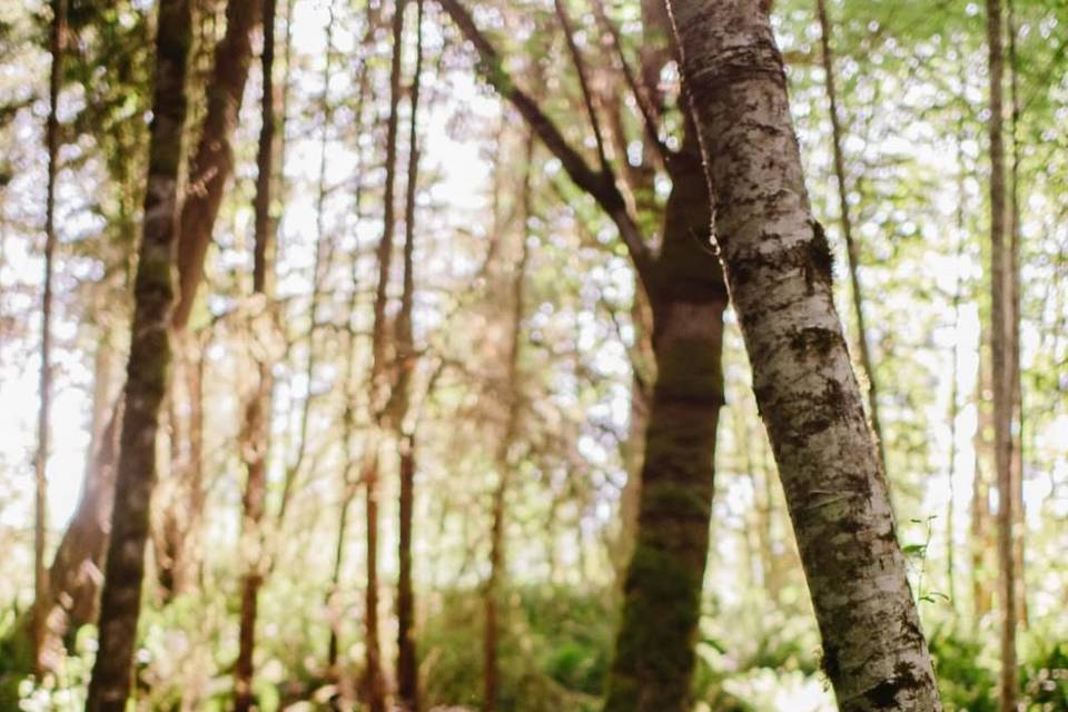 Walk in the woods