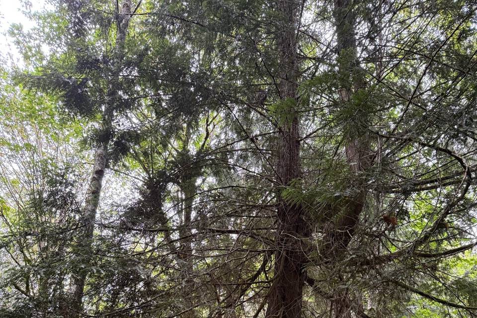 Tree House