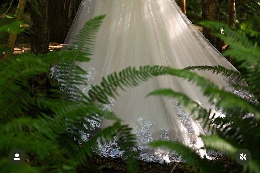 Forest Light