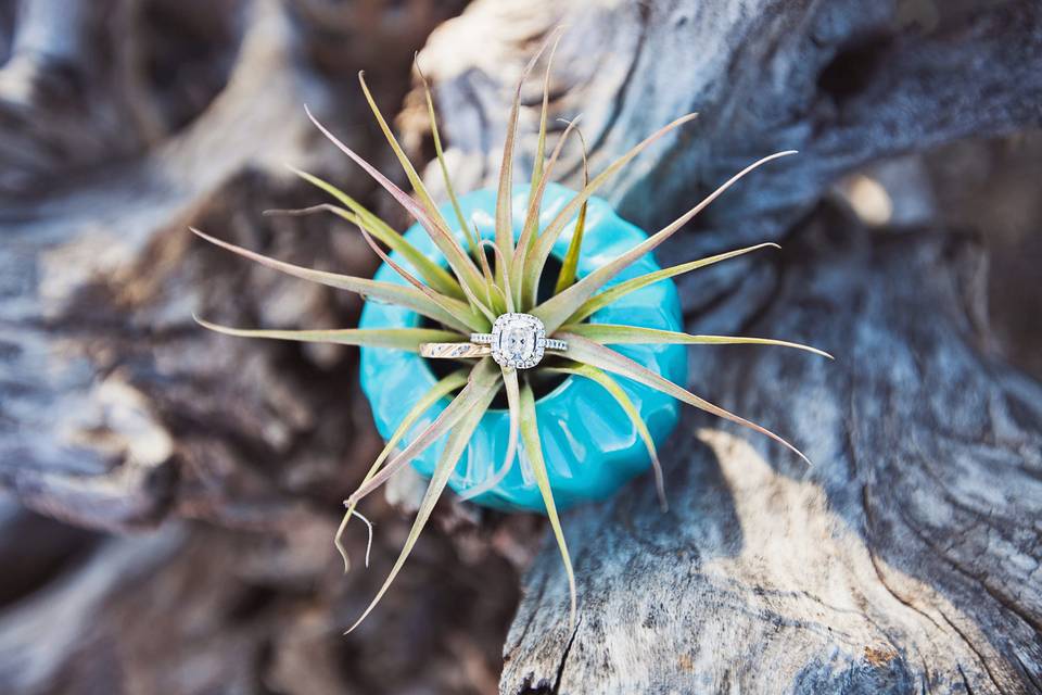 Lindsay Buddin Photography