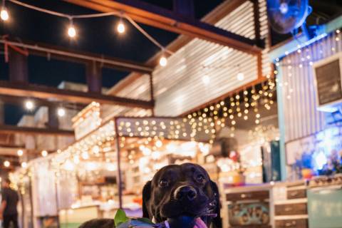 Bring your pup!