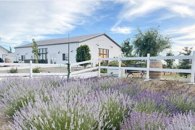 Lavender garden