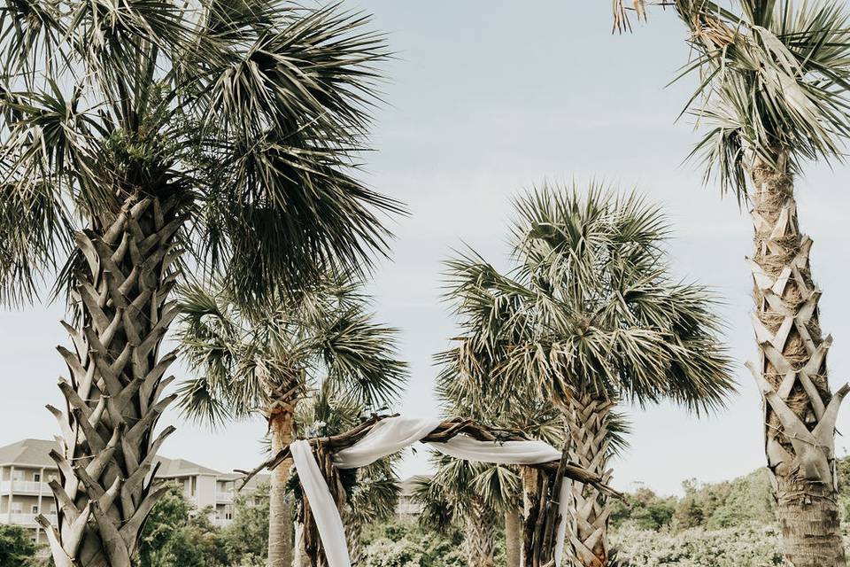 The Aisle of Palms