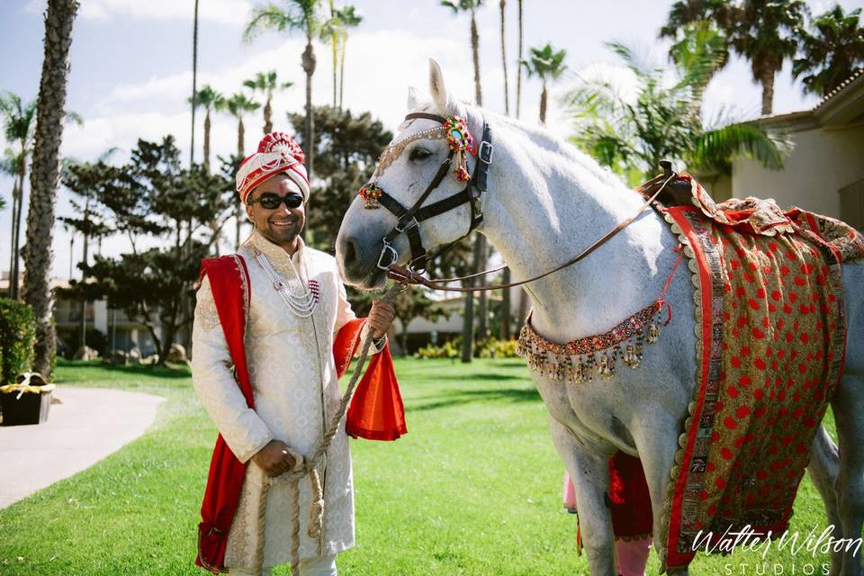 Baraat horse - Walters Wilson Studios