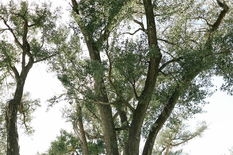 200 yr cottonwood trees