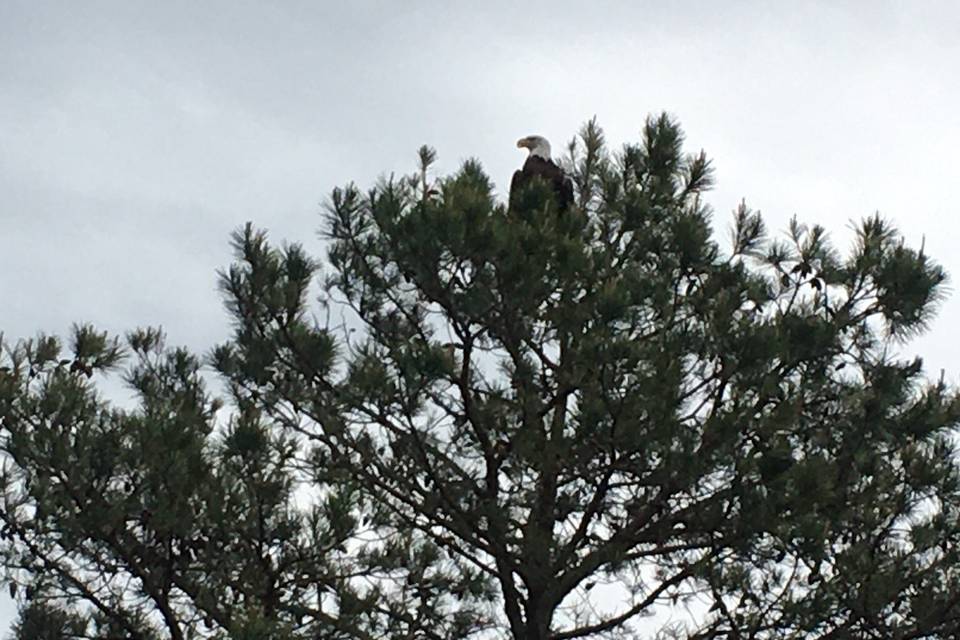 Eagle stopped by!