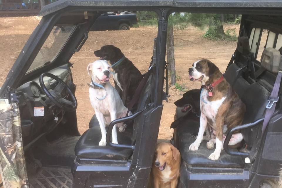 Dogs are welcome!