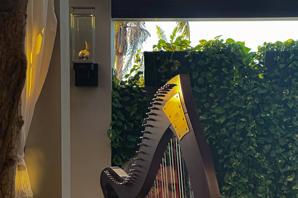 Harp Soloist