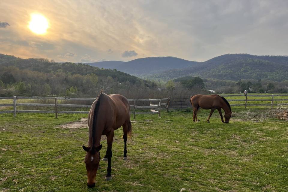 Horse Barn View