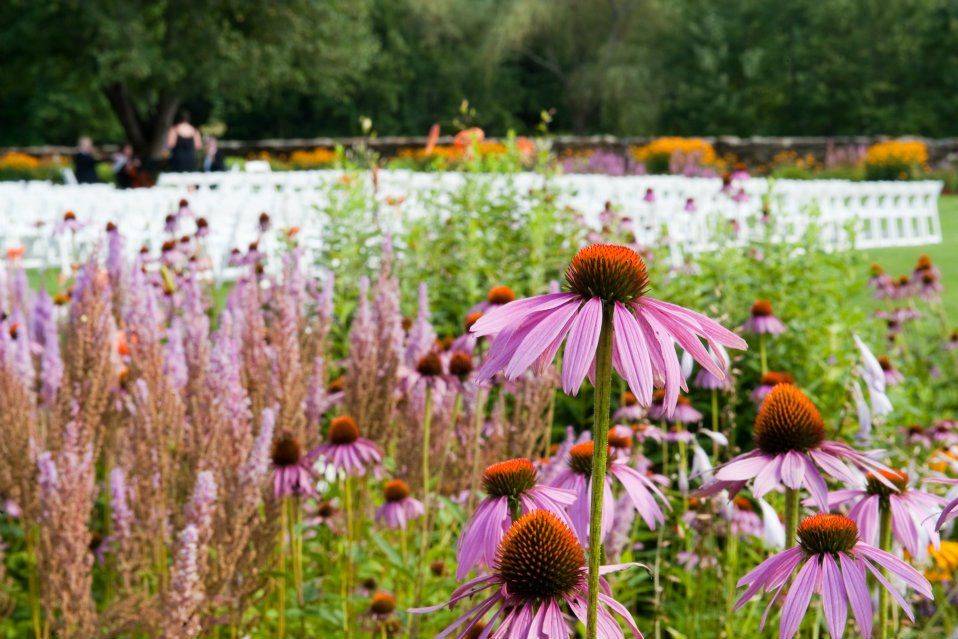 Cone Flowers in July on the South Lawn