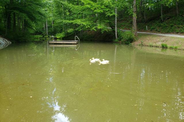 Ducks