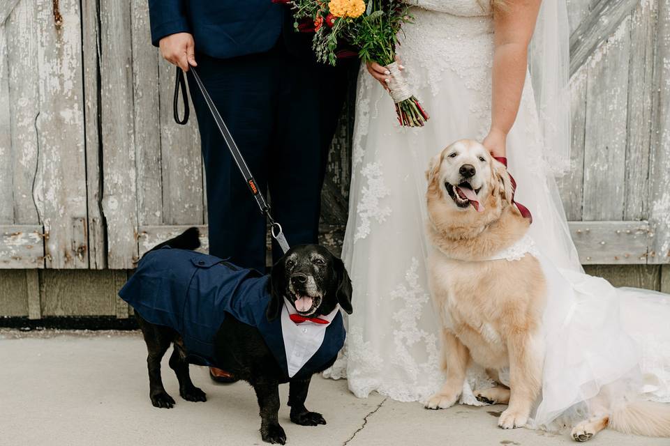 Dogs at the wedding.