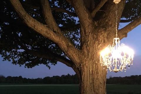 Crustal chandelier by one of our many old maple trees!