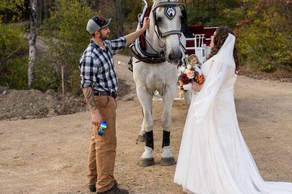 Very friendly horses