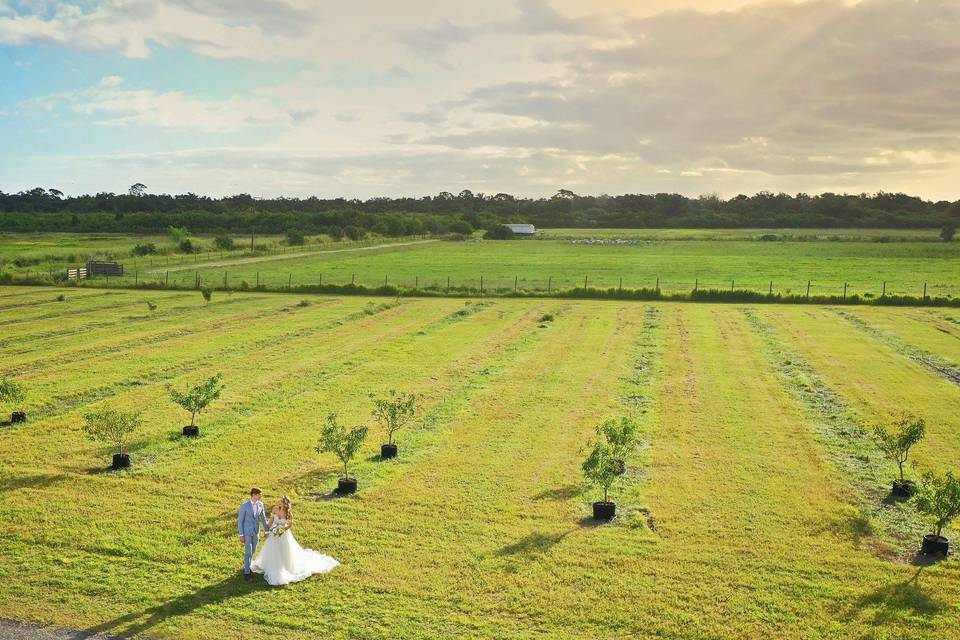 Farm Facts: Peaches - Florida Farm & Family