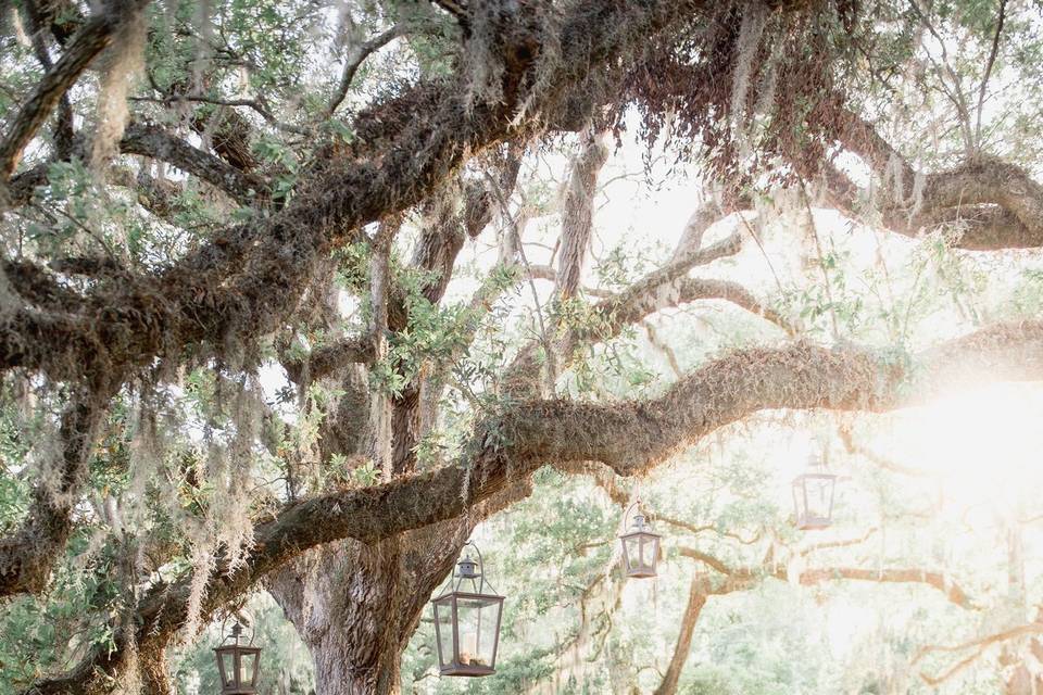 Avenue of Oaks