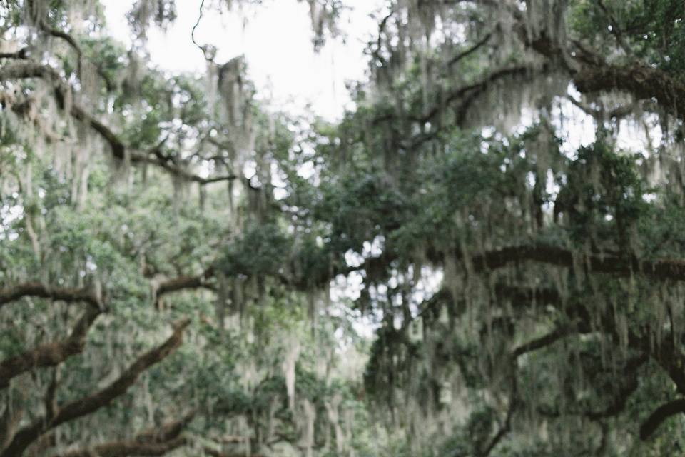 Boone Hall Plantation