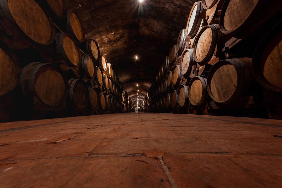 Wine cellar - PH Graffi
