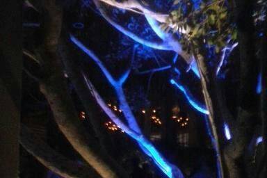 The tree details