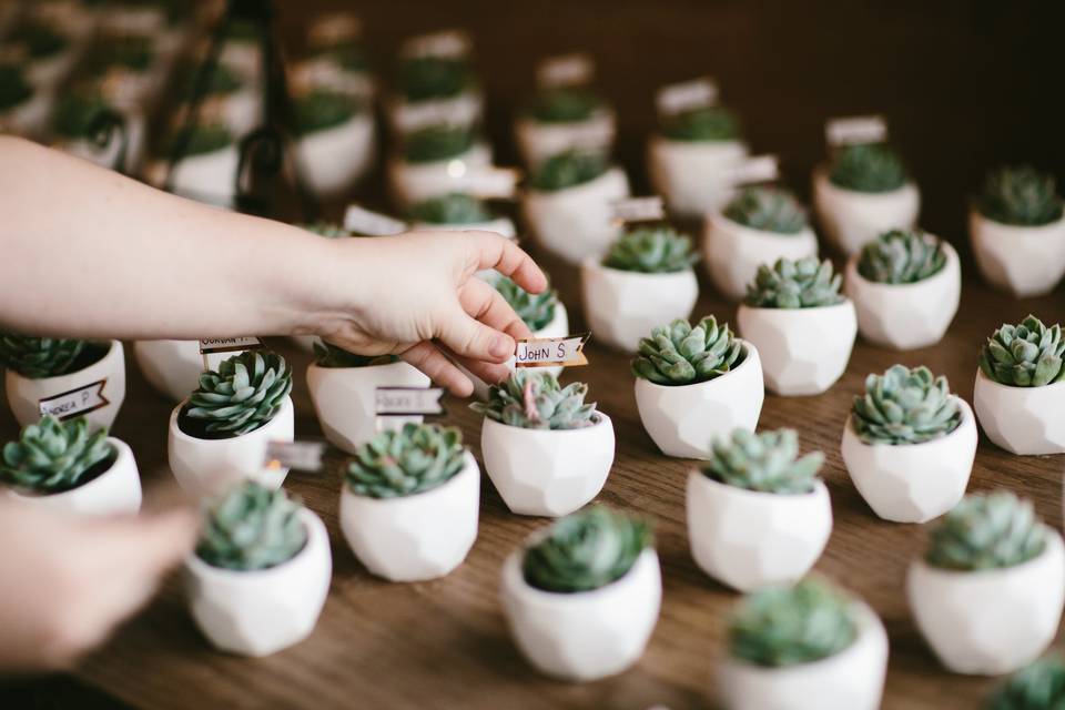 Succulent place cards