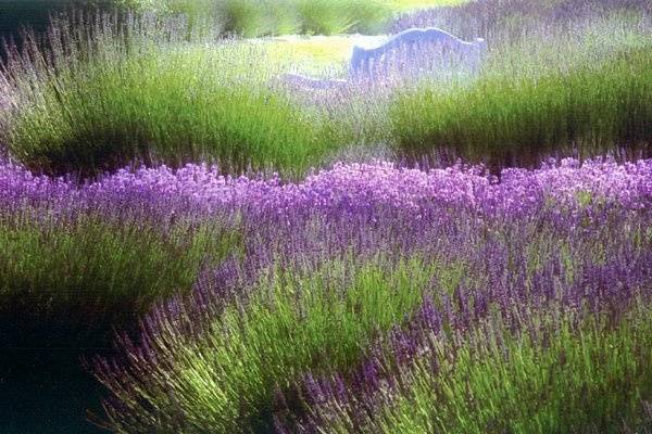 Weddings at the lavender farm feel fresh and peaceful.