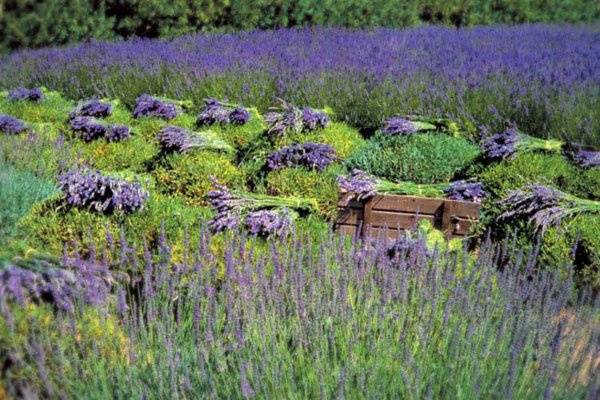 Imagine your wedding outdoors at a 100% organic lavender farm.