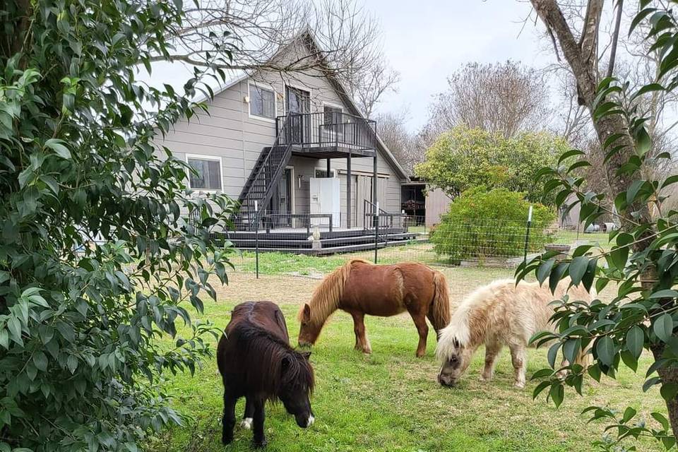 The Mini Horses