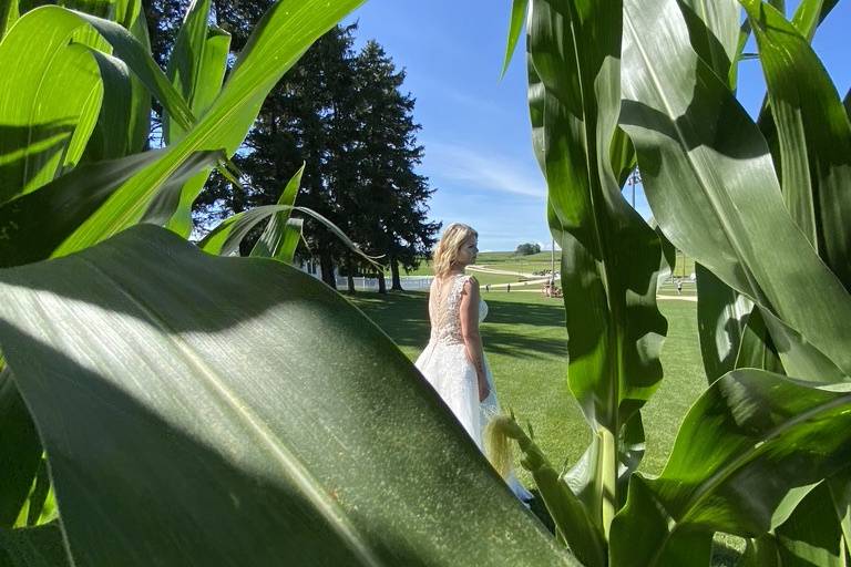 Tasseling Corn at Field of Dreams Movie Site, near Dyersvil…