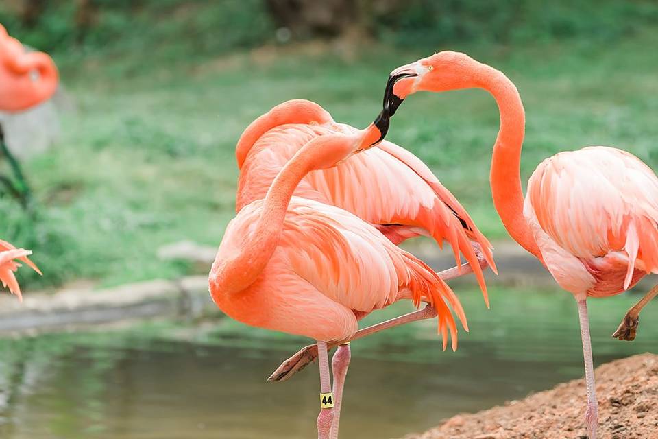 Zoo - Flamingos