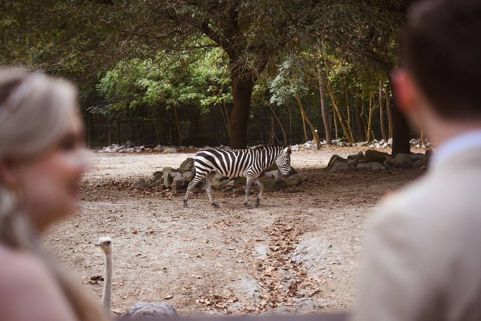 Zoo - Zebra & Couple