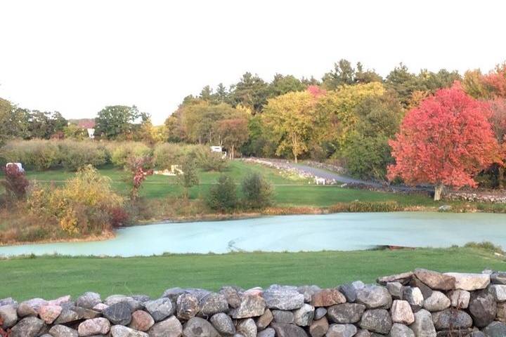 Pond and orchard