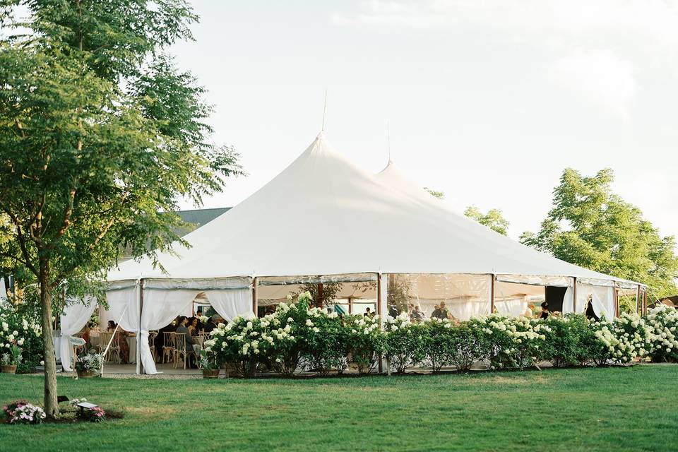 Tent and White Hydrangeas