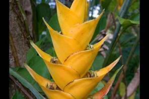 Tropical Flowers