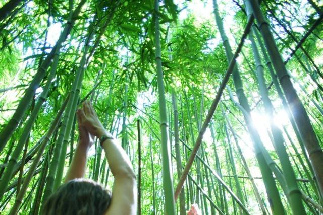jungle yoga retreat hawaii