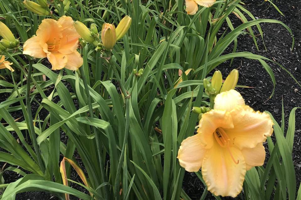 Daylilies in bloom -July & Aug