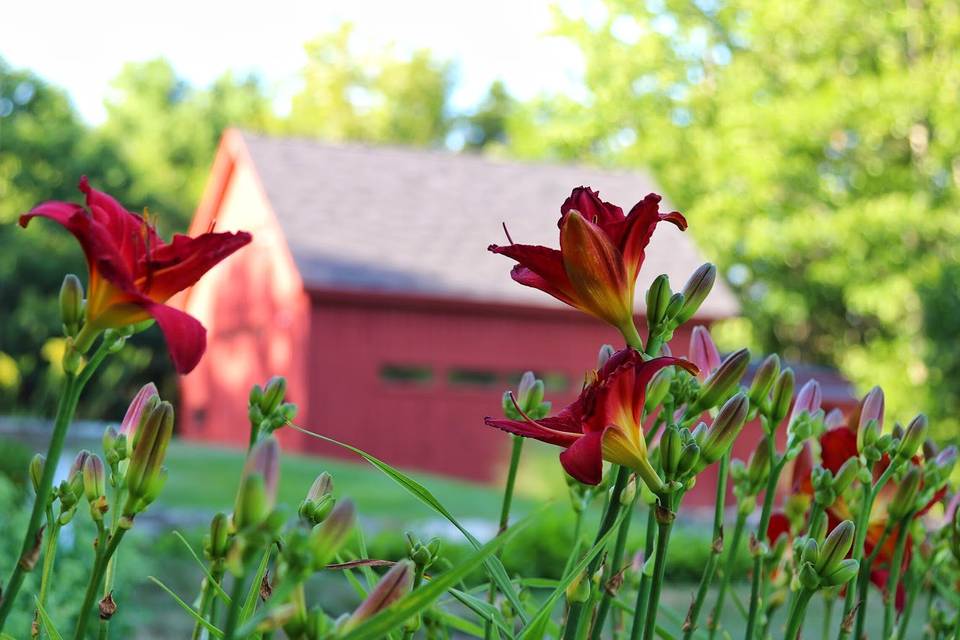 Daylilies in bloom.