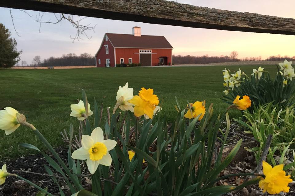 Barn in spring