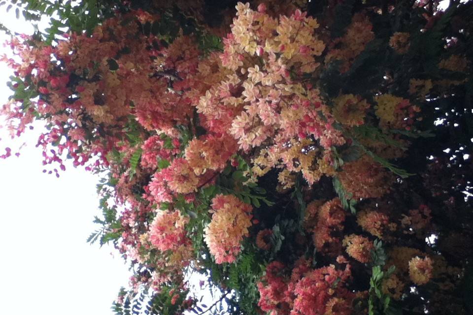 The Rainbow Shower Tree is the official Hawaiian state tree. It's in bloom all summer long.