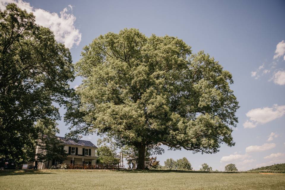 Lovingston Winery