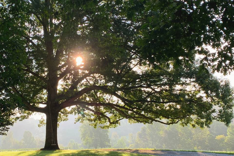 Morning under the oaks