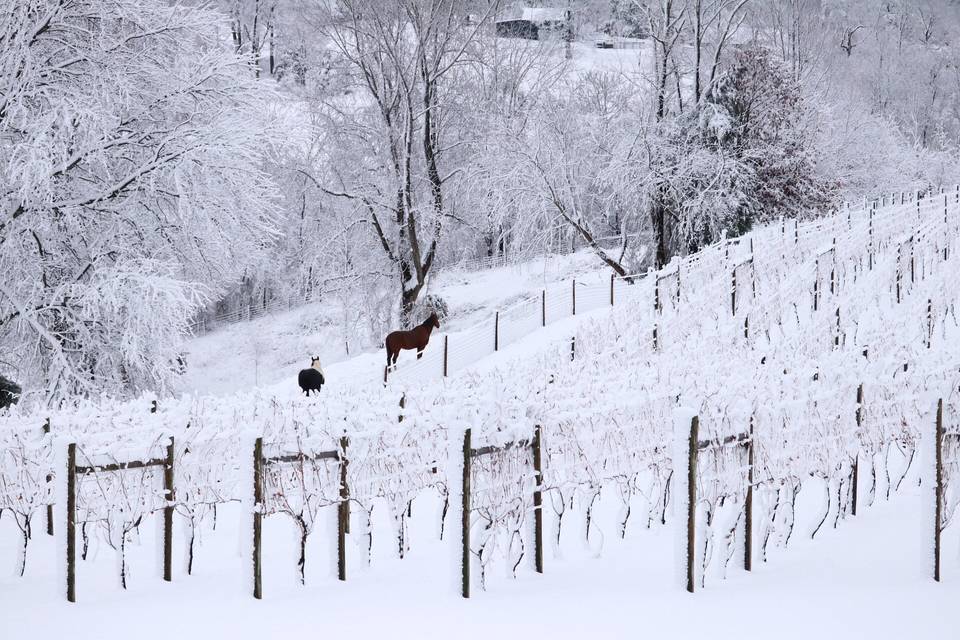 Winter at Lovingston