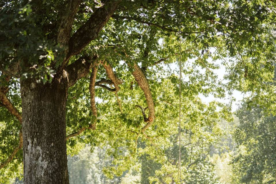 Oak tree swing