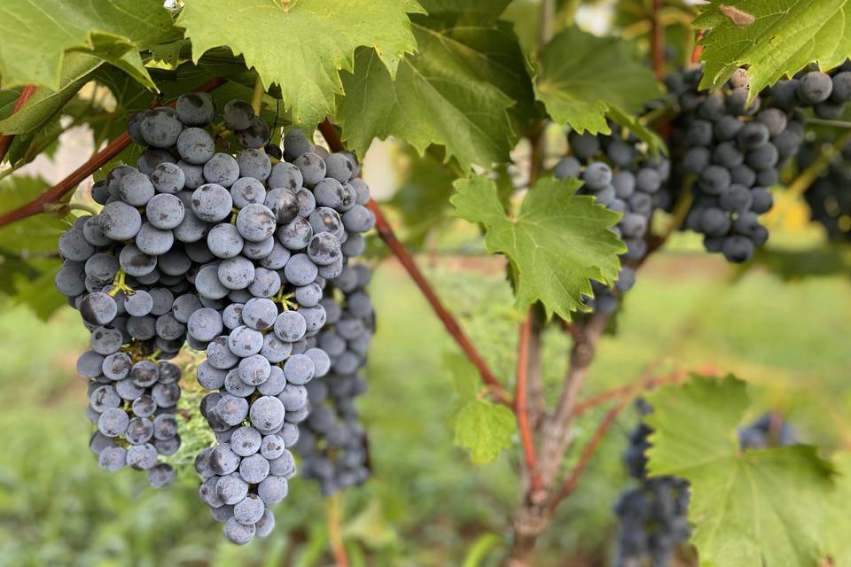 Lovingston Winery