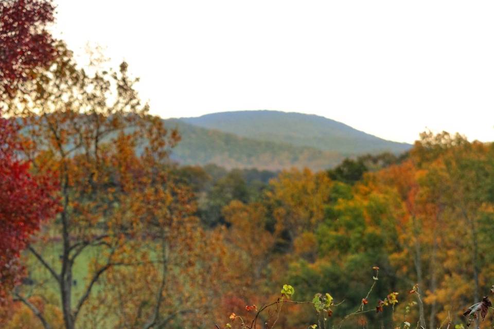 Mountain and vineyard view