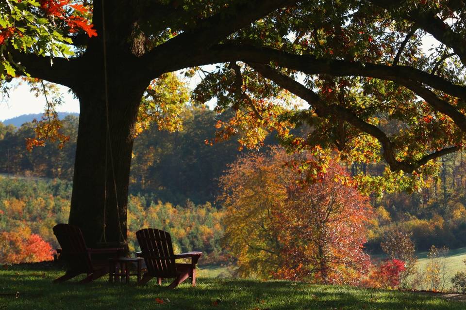 Shady spot under the oaks